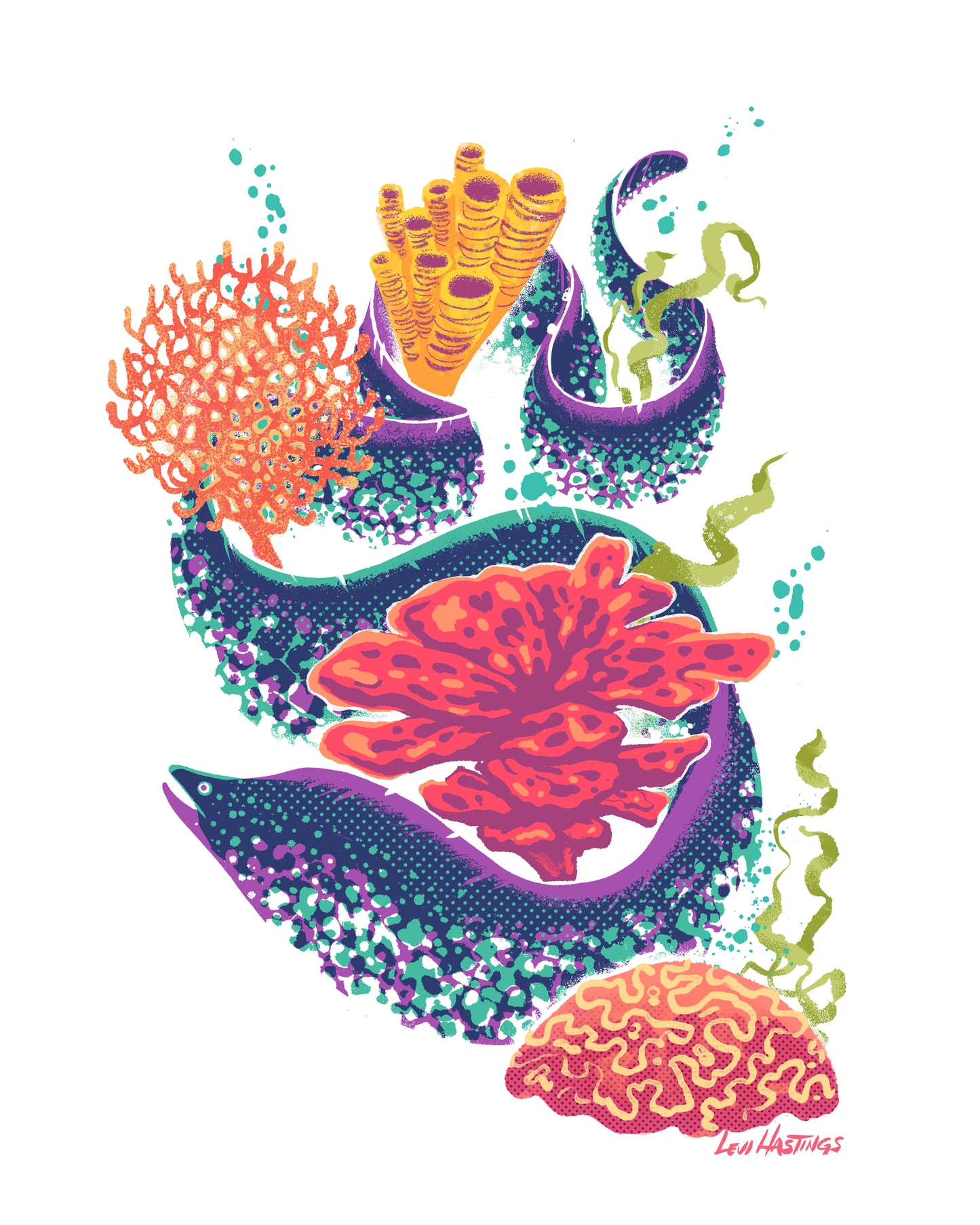 Moray Eel - Fine Art Print
