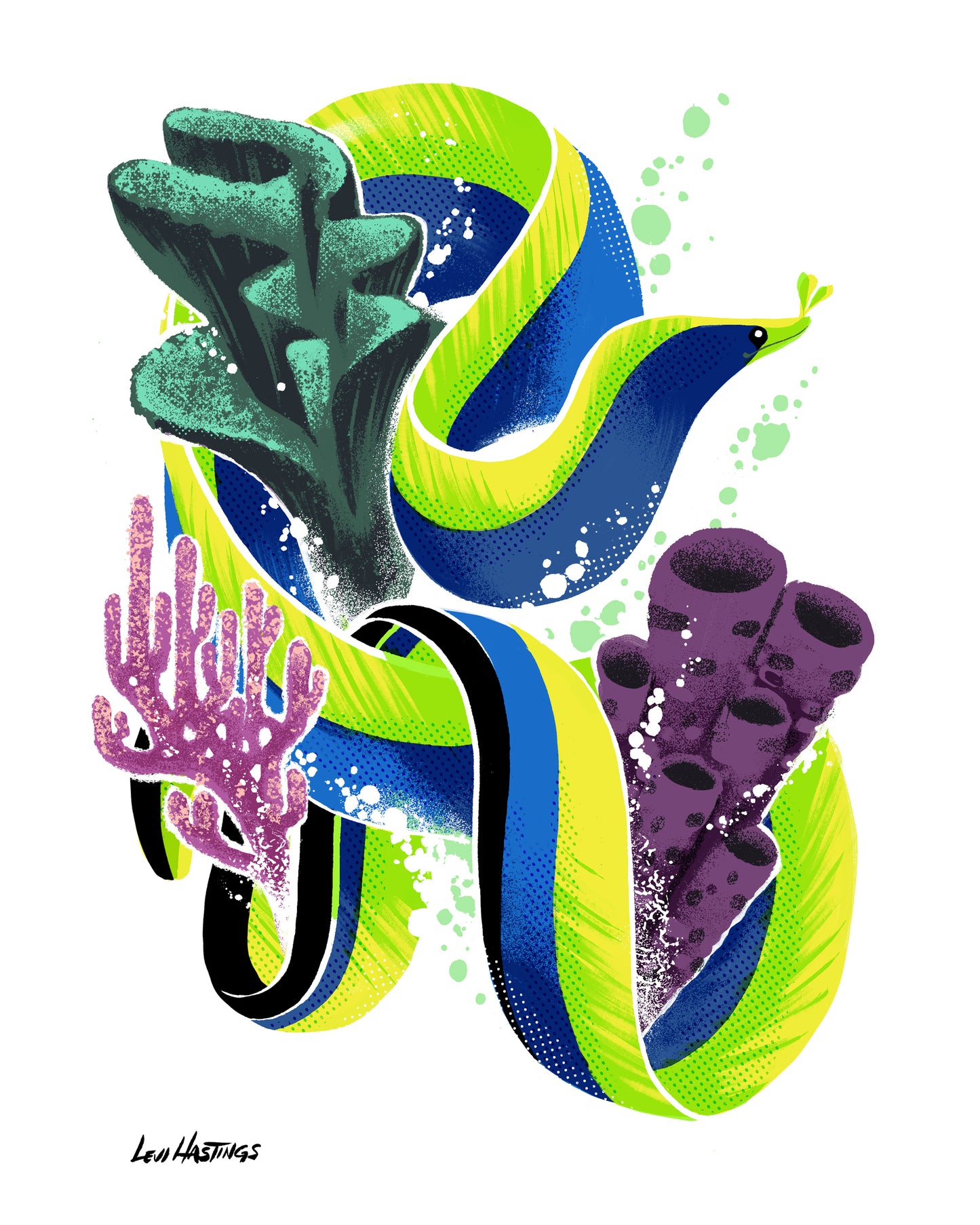 Ribbon Eel - Fine Art Print
