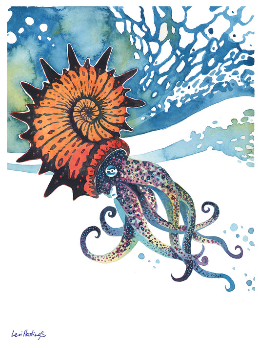 Ammonite - Fine Art Print