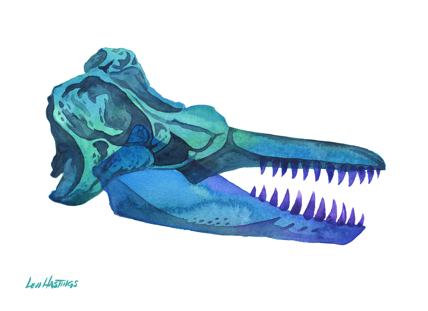 Orca Skull - Original Watercolor Painting