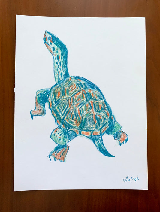 Painted Turtle - Original Drawing